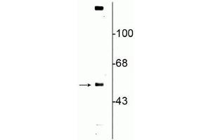 Western blot of rat striatal lysate showing specific immunolabeling of the ~57 kDa VMAT2 protein.