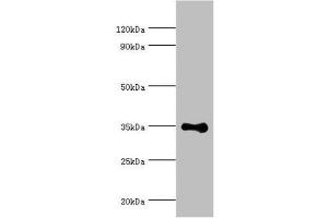 Western blot All lanes: DNA repair protein RAD51 homolog 4 antibody at 8 μg/mL + Jurkat whole cell lysate Secondary Goat polyclonal to rabbit IgG at 1/10000 dilution Predicted band size: 36, 6, 24, 31, 13, 23, 38 kDa Observed band size: 36 kDa (RAD51D anticorps  (AA 1-328))