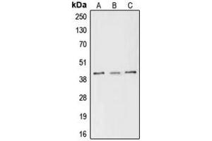Western blot analysis of CREB (pS133) expression in MCF7 (A), Raw264.
