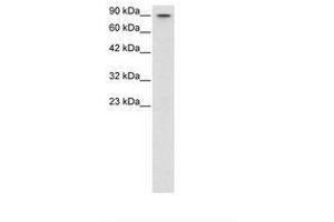 Image no. 1 for anti-V-Myb Myeloblastosis Viral Oncogene Homolog (Avian)-Like 2 (MYBL2) (N-Term) antibody (ABIN1494785)