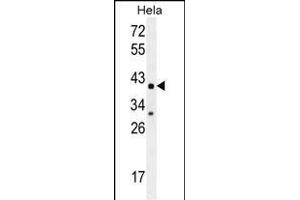 CYC1 Antibody (C-term) (ABIN655608 and ABIN2845091) western blot analysis in Hela cell line lysates (35 μg/lane). (Cytochrome C1 anticorps  (C-Term))