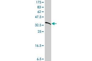 Western Blot detection against Immunogen (37 KDa) .