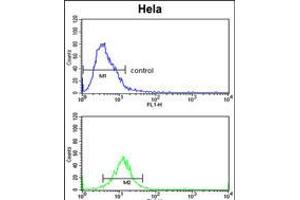 Flow cytometric analysis of Hela cells (bottom histogram) compared to a negative control cell (top histogram). (CDK19 anticorps  (AA 253-285))