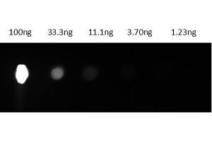 Dot Blot results of Mouse IgG2a R-Phycoerythrin conjugate. (Souris IgG2a isotype control (PE))