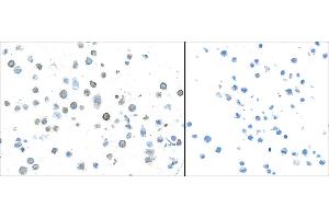 Immunocytochemistry (ICC) image for anti-Transforming Growth Factor, beta 1 (TGFB1) (AA 325-375) antibody (ABIN7449529)