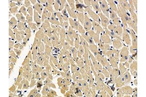 anti-Cortistatin (CORT) antibody