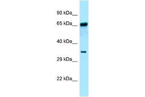 WB Suggested Anti-FPGT Antibody Titration: 1.