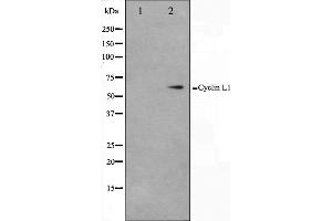 Western blot analysis on HepG2 cell lysate using Cyclin L1 Antibody. (Cyclin L1 anticorps  (C-Term))