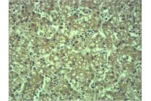 Immunohistochemistry (IHC) analysis of paraffin-embedded Mouse Liver Tissue using EPG5 Polyclonal Antibody. (EPG5 anticorps)