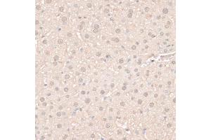 Immunohistochemistry of paraffin-embedded mouse liver using HMGN1 antibody (ABIN6291502) at dilution of 1:100 (40x lens). (HMGN1 anticorps)