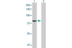 Western Blot analysis of EPAS1 expression in transfected 293T cell line by EPAS1 MaxPab polyclonal antibody.