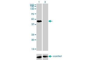 Western blot analysis of TGFB1I1 over-expressed 293 cell line, cotransfected with TGFB1I1 Validated Chimera RNAi (Lane 2) or non-transfected control (Lane 1).