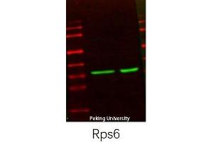 Western Blot (WB) analysis: Please contact us for more details.