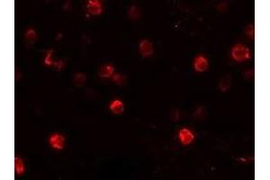 Immunofluorescence (IF) image for anti-Natural Killer Cell Receptor 2B4 (CD244) (C-Term) antibody (ABIN1030672) (2B4 anticorps  (C-Term))