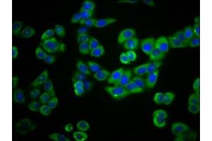 Immunofluorescence staining of PC-3 cells with ABIN7163650 at 1:66, counter-stained with DAPI. (PLEKHG5 anticorps  (AA 821-957))