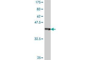 Western Blot detection against Immunogen (37.