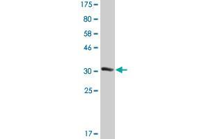 Western Blot detection against Immunogen (33. (EFHD1 anticorps  (AA 168-238))