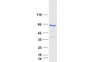 Validation with Western Blot