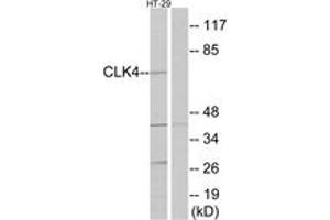 Western blot analysis of extracts from HT-29 cells, using CLK4 Antibody. (CLK4 anticorps  (AA 101-150))