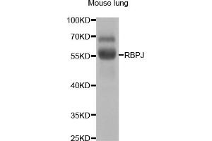 Western blot analysis of extracts of mouse lung, using RBPJ antibody (ABIN5973315) at 1/1000 dilution. (RBPJ anticorps)