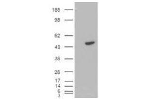 Image no. 1 for anti-B-Cell Linker (BLNK) (C-Term) antibody (ABIN374092) (B-Cell Linker anticorps  (C-Term))