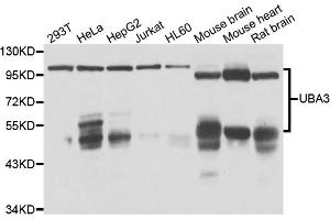 Western blot analysis of extracts of various cell lines, using UBA3 antibody (ABIN4905530) at 1:1000 dilution. (UBA3 anticorps)