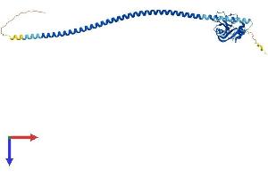 AlphaFold protein structure predicition of Mouse Recombinant Fcer2 Protein, UniprotID P20693