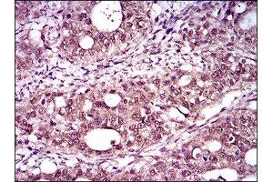Immunohistochemistry (IHC) image for anti-T Antigen (AA 257-309) antibody (ABIN1845736) (T Antigen (AA 257-309) anticorps)