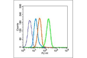 MCF-7 cells probed with Estrogen Receptor alpha (S167) Antibody, unconjugated  at 1:100 dilution for 30 minutes compared to control cells (blue) and isotype control (orange) (Estrogen Receptor alpha anticorps  (pSer167))