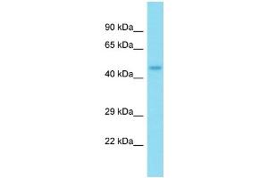 Western Blotting (WB) image for anti-Nucleoporin 50kDa (NUP50) (N-Term) antibody (ABIN2784861) (NUP50 anticorps  (N-Term))