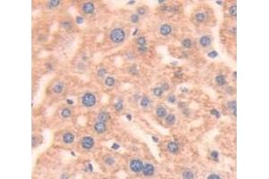 IHC-P analysis of Mouse Tissue, with DAB staining. (Prothrombin anticorps  (AA 44-200))
