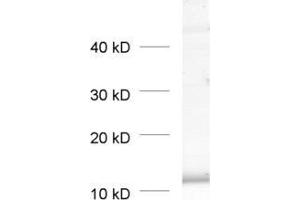 dilution: 1 : 1000, sample: pancreas homogenate (BET1L anticorps  (AA 3-86))