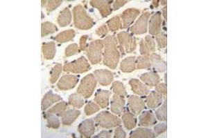 Immunohistochemistry analysis in formalin fixed and paraffin embedded human skeletal muscle reacted with GAS2L2 Antibody (C-term) followed by peroxidase conjugation of the secondary antibody and DAB staining.