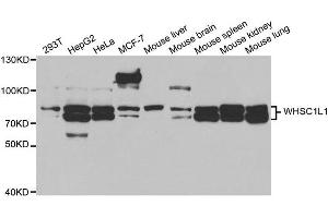 Western blot analysis of extracts of 293T cell lines, using WHSC1L1 antibody.
