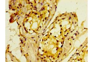 IHC image of ABIN7160643 diluted at 1:400 and staining in paraffin-embedded human testis tissue performed on a Leica BondTM system.