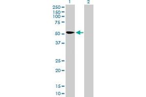 Western Blot analysis of KPNA2 expression in transfected 293T cell line by KPNA2 MaxPab polyclonal antibody.