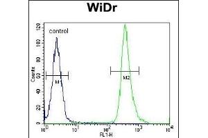 ZC4H2 Antibody (C-term) (ABIN654717 and ABIN2844406) flow cytometric analysis of WiDr cells (right histogram) compared to a negative control cell (left histogram). (ZC4H2 anticorps  (C-Term))