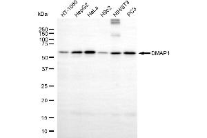Western blotting analysis using DMAP1 antibody (ABIN7798365). (Recombinant DMAP1 anticorps)