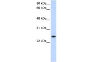Western Blotting (WB) image for anti-Progesterone Receptor Membrane Component 1 (PGRMC1) antibody (ABIN2463007) (PGRMC1 anticorps)