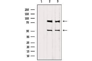 Western blot analysis of extracts from various samples, using PI3-kinase p85-alpha/gamma Antibody. (PI3K p85 alpha/gamma anticorps)