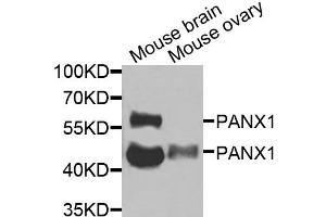 Western blot analysis of extracts of various cell lines, using PANX1 antibody (ABIN6290774) at 1:1000 dilution. (PANX1 anticorps)