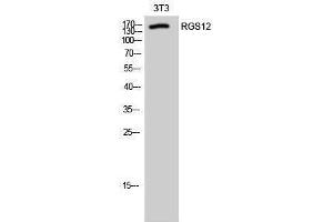 Western Blotting (WB) image for anti-Regulator of G-Protein Signalling 12 (RGS12) (N-Term) antibody (ABIN3177206) (RGS12 anticorps  (N-Term))
