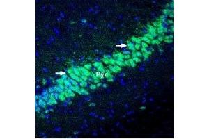 Expression of KChIP2 in mouse hippocampus - Immunohistochemical staining of perfusion-fixed frozen mouse brain sections using Anti-KChIP2 Antibody (ABIN7043296, ABIN7045040 and ABIN7045041), (1:400), followed by goat-anti-rabbit-Alexa-488 (green). (KCNIP2 anticorps  (Cytosolic, N-Term))