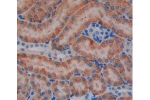 Used in DAB staining on fromalin fixed paraffin- embedded kidney tissue (IVD anticorps  (AA 1-235))