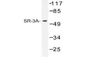 Western blot (WB) analysis of SR-3A antibody in extracts from HT-29 cells. (Serotonin Receptor 3A anticorps)