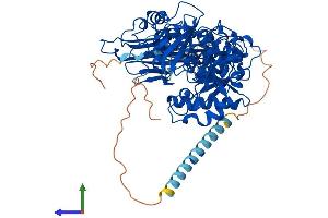 AlphaFold protein structure predicition of Human Recombinant POMGNT1 Protein, UniprotID Q8WZA1