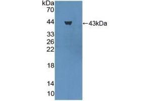 Detection of Recombinant PGA, Rat using Polyclonal Antibody to Pepsinogen A (PGA) (Pepsinogen A anticorps  (AA 16-387))