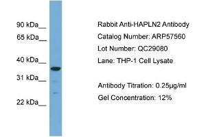 WB Suggested Anti-HAPLN2  Antibody Titration: 0. (HAPLN2 anticorps  (Middle Region))
