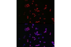 anti-SRY (Sex Determining Region Y)-Box 2 (SOX2) (AA 1-140) antibody