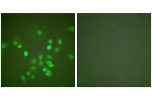 Immunofluorescence (IF) image for anti-Promyelocytic Leukemia (PML) (AA 11-60) antibody (ABIN2889250) (PML anticorps  (AA 11-60))